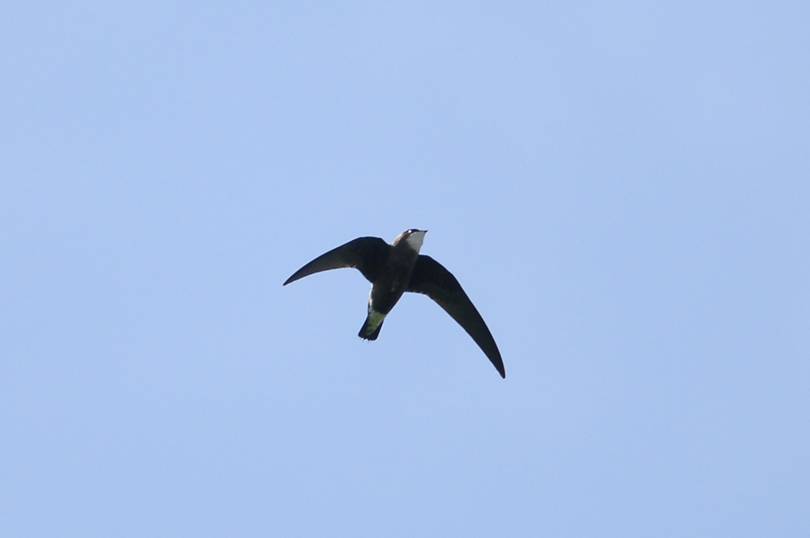 Bird: Spine tailed swift, speed= 171 KMPH. bdcom.ca